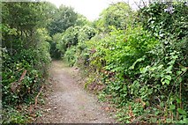 SY7894 : Japanese Knotweed on Bridle Path at Tolpuddle by Nigel Mykura