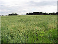 A large field of peas