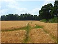 Barley, Clatford Oakcuts