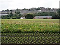 Fields near Thorpe