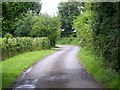 Country lane, Tollard Green