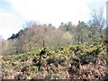 Birch trees and whins on the slope below the Pentraeth Forest