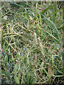 Ripening peas