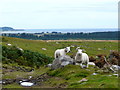 Lambs on track to Loch Tarvie