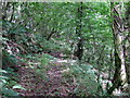 Old woodland track, Allt-y-Hafod