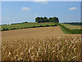 Wheat below White Sheet Hill