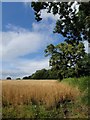 Field and oak trees near Gappah