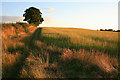 Footpath from The Nook