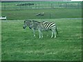 SP9634 : Woburn Safari Park - Zebras by Kenneth  Allen