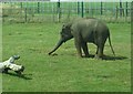 SP9634 : Woburn Safari Park - Elephant by Kenneth  Allen