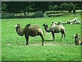 Woburn Safari Park - Camels