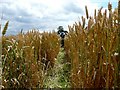 Footpath through wheat field