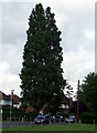 Ancient Lombardy Poplar Tree.