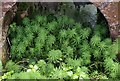 Whorled water-milfoil, Goodrington