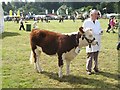 Heifer, National Hereford Show 2008