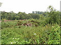 Overgrown roadside near Beaconsfield