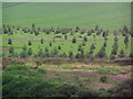 Central area of Clovery Green Burial Site