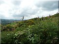 Gorse and Rose Bay Willow Herb on Hunshelf Bank