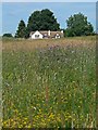 SK4017 : Wild flower meadow near Coleorton by Mat Fascione