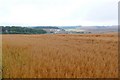 Cornfield at Charlton Higher Down