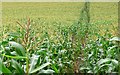 Maize field at Wood Hill, Charlton Down