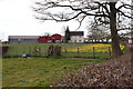 Daffodil farm near Raglan