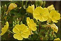 SD3116 : Evening Primrose at Birkdale by Gary Rogers
