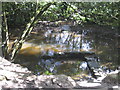 Tributary of the River Allen in St Clement Woods