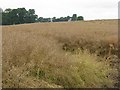 Oilseed rape at Cuthill Towers