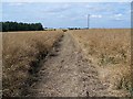 Footpath Near South Lopham