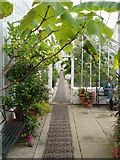 SK6275 : Clumber Park Greenhouses (5) - Internal View by Oxymoron