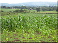 SO7725 : Maize crop west of Limbury Hill by Pauline E