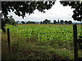 Across the fields to Murrell