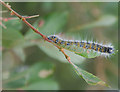 SD4583 : Buff Tip moth caterpillar by Gary Rogers