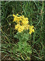 Ragwort (Jacobaea vulgaris)