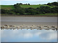 G9073 : Seals on sand flats in Donegal Bay by louise price