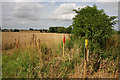 Farmland by Burgh Stubbs