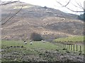 Cleared forest, Blarmachfoldach