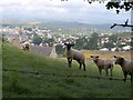 Sheep above Totnes