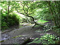 Carr woodland  at Budshead Woods, Plymouth.