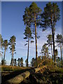 Windblown Scots Pine