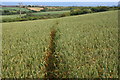 Wheatfield Footpath