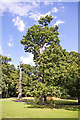 Large Oak Tree by footpath in Arnos Park, London N14