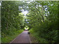 Cycle path through the trees