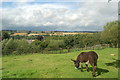 NZ0762 : Tyne Valley, and donkey by hayley green