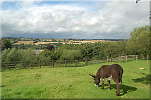 NZ0762 : Tyne Valley, and donkey by hayley green