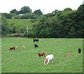 Cattle south of Blaenpennal, Ceredigion