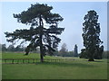 Mature trees at Rous Lench Court