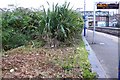 Japanese Knotweed Removal Dorchester South Station