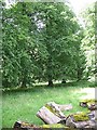 Woodland beside the Hilly Gill